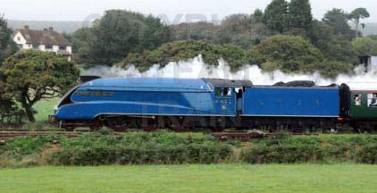 Purchase posters of 4492 DOMINION OF NEW ZEALAND (BITTERN)